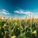 PowerCore technology uses combined modes of action to combat primary and secondary pests that can cause significant crop damage and subsequent production losses. Photo: Supplied/Food For Mzansi