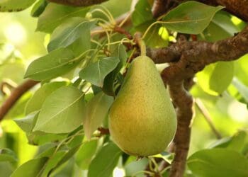Tru-Cape Fruit wants to know if you have South Africa’s second oldest pear tree growing in your garden? Photo: Supplied/Food For Mzansi
