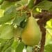 Tru-Cape Fruit wants to know if you have South Africa’s second oldest pear tree growing in your garden? Photo: Supplied/Food For Mzansi