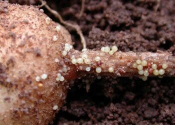 Potato cyst nematodes are microscopic worm-like pests that lie dormant inside mature cysts and then migrate into potato roots causing irreparable damage to the roots. Photo: Supplied/FoodForAfrika.com