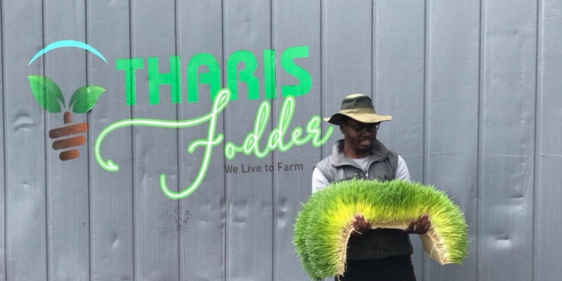 Mathoke Phaladi’s agribusiness grows hydroponic fodder using barley grains. This, he believes, gives the best yield of nutrients of the green grasses, containing an abundance of nutrients unsurpassed by any other type of grass. Photo: Supplied/Food For Mzansi