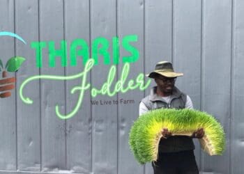 Mathoke Phaladi’s agribusiness grows hydroponic fodder using barley grains. This, he believes, gives the best yield of nutrients of the green grasses, containing an abundance of nutrients unsurpassed by any other type of grass. Photo: Supplied/Food For Mzansi