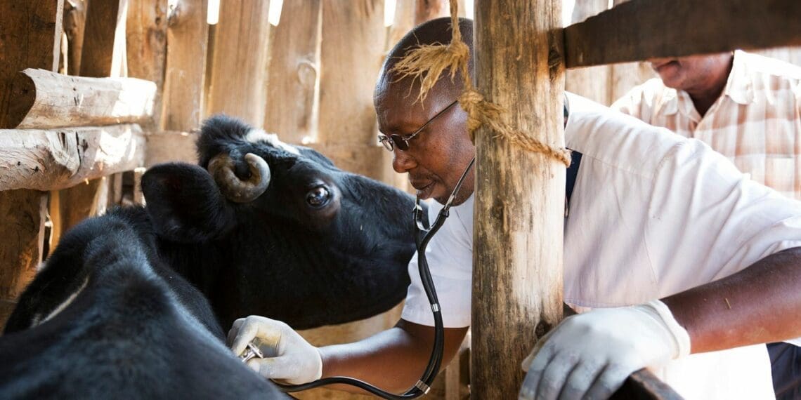 Being a veterinarian in present-day South Africa is not the easiest job, experts say. Photo: Supplied/Food For Mzansi