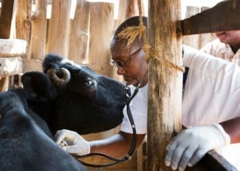 ‘Not enough money’ to fix Mzansi’s vet shortage