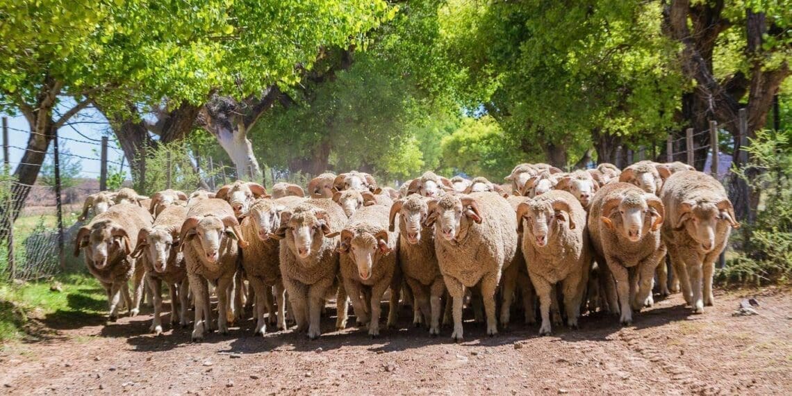 Mzansi's wool farmers and exporters fear a repeat of the last export ban to their biggest market, which lasted eight months. Photo: Supplied/Cape Wools SA