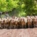 Mzansi's wool farmers and exporters fear a repeat of the last export ban to their biggest market, which lasted eight months. Photo: Supplied/Cape Wools SA