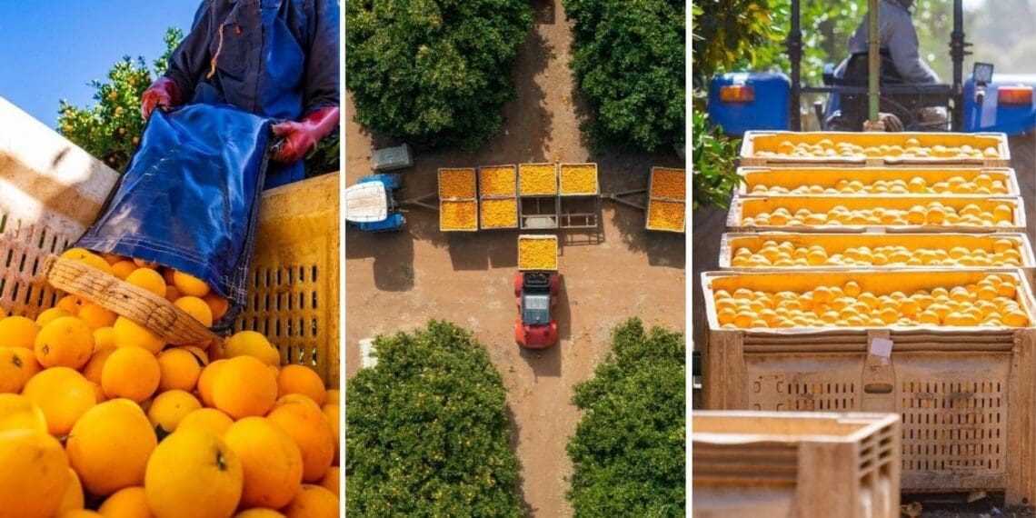 Proposed EU regulations threaten the export of Southern African oranges to the region. Voting on the regulations will happen later this week. .Photos: Supplied/Food For Mzansi