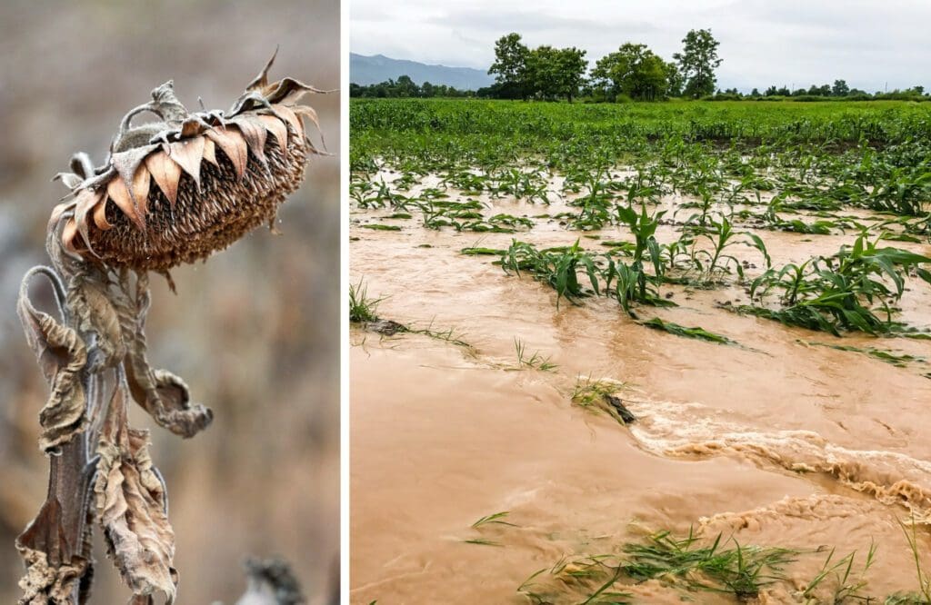 Some parts of South Africa will get drier. Other parts will get wetter. Climate change is starting to become a reality for farmers. Photo: Supplied/Food For Mzansi