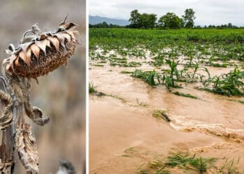 Some parts of South Africa will get drier. Other parts will get wetter. Climate change is starting to become a reality for farmers. Photo: Supplied/Food For Mzansi