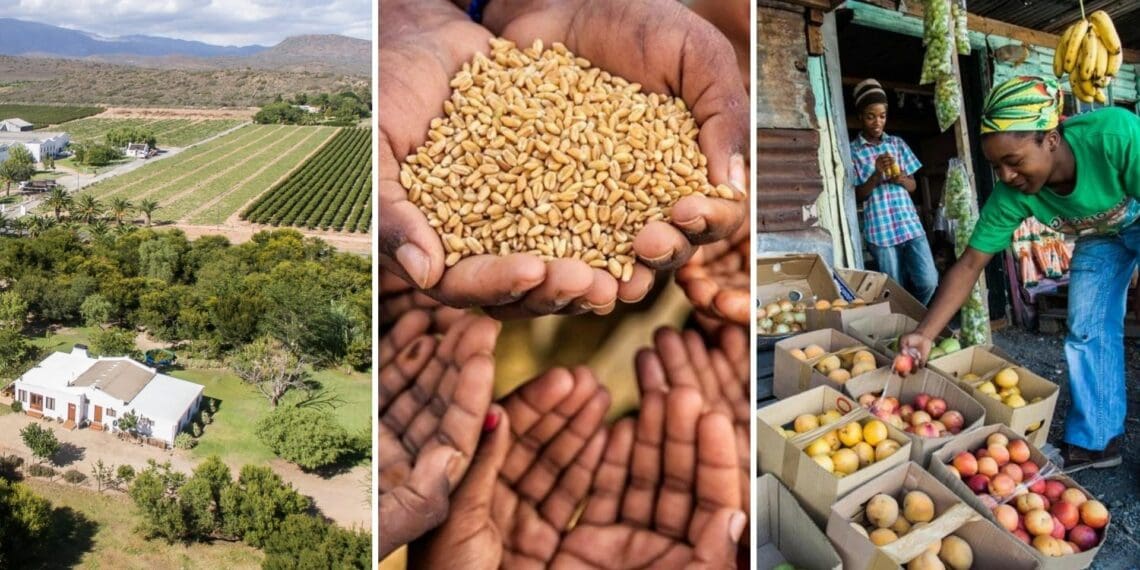 This weeks’ agricultural calendar on Food For Mzansi features food system transformation talks, food insecurity in Africa, export opportunities and much more. E-mail info@foodformzansi.co.za to have your event added to our weekly calendar. Photo: Supplied/Food For Mzansi