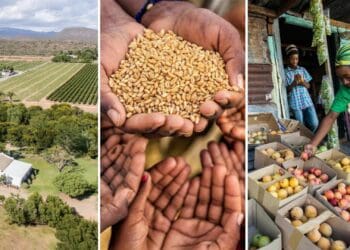 This weeks’ agricultural calendar on Food For Mzansi features food system transformation talks, food insecurity in Africa, export opportunities and much more. E-mail info@foodformzansi.co.za to have your event added to our weekly calendar. Photo: Supplied/Food For Mzansi