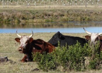 The North West department has issued a warning against illegal vaccination amid FMD. Photo: Supplied/Food For Mzansi