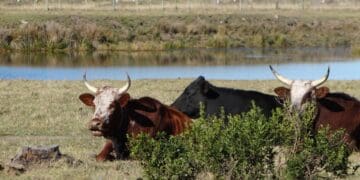 The North West department has issued a warning against illegal vaccination amid FMD. Photo: Supplied/Food For Mzansi