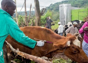 FMD: Farmers who notice symptoms of foot and mouth disease in their livestock should report it to local veterinarians as soon as possible. Photo: Supplied/Food For Mzansi