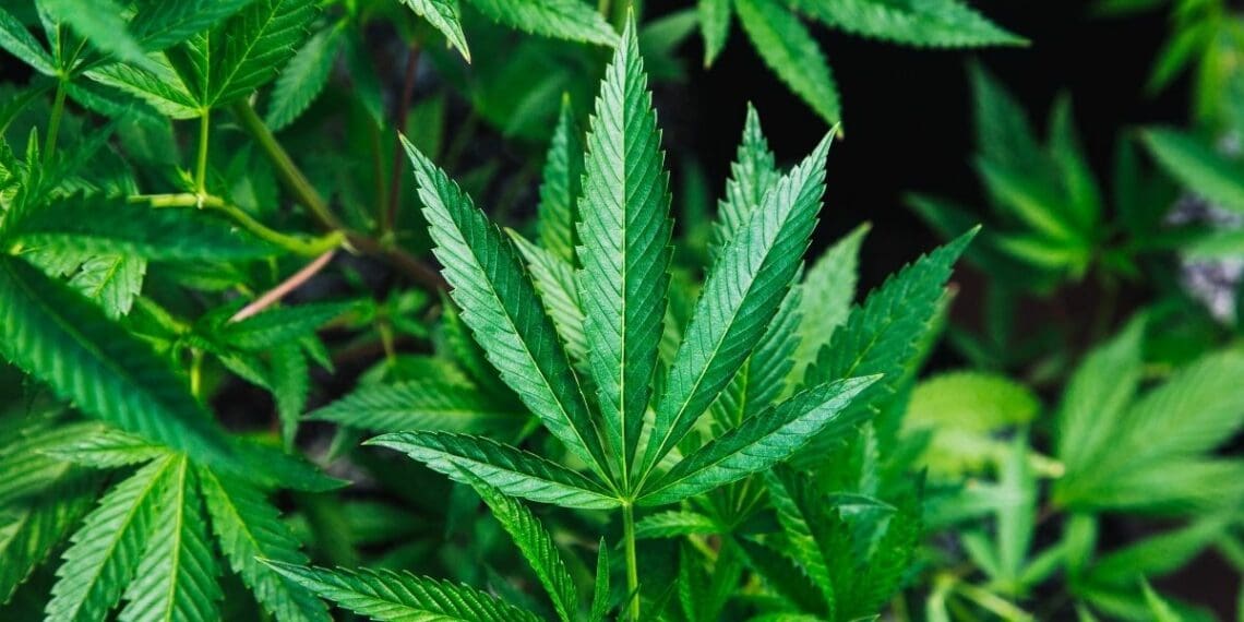 Mzansi's hemp industry is on the verge of industrialisation. Photo: Supplied/Food For Mzansi
