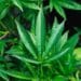 Here’s what you should know about hemp farming
