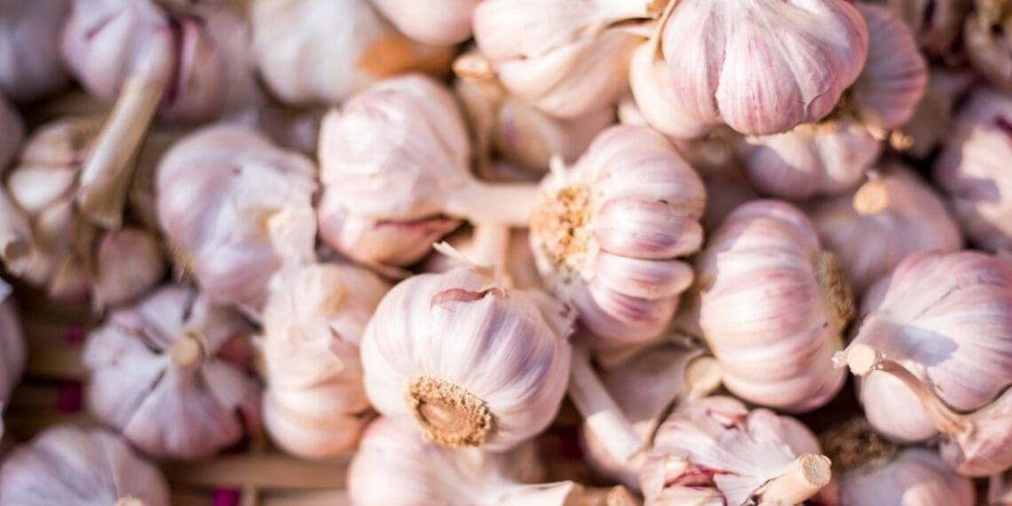 Garlic farming offers plenty of opportunity for farmers who are looking to try their hand at a different kind of crop. Photos: Supplied/Food For Mzansi