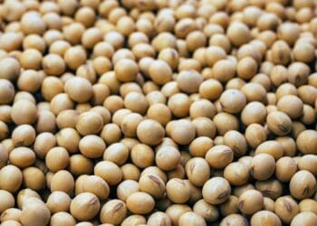 Could soybeans be your next venture?