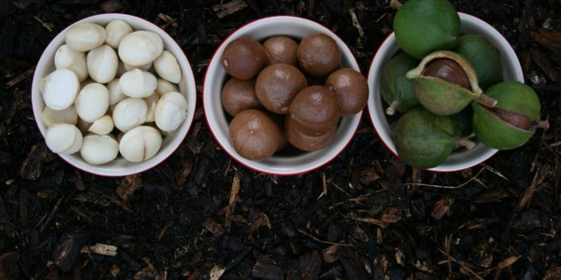 South Africa's macadamia nut industry is one of the biggest in the world, and continues to grow. Photo: Supplied/Food For Mzansi