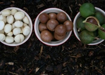 Learn more about macadamia farming