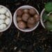 Learn more about macadamia farming