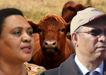 Outbreaks of foot-and-mouth disease in five South African provinces are of grave concern to the agricultural sector. Agri mnisters share how farmers can protect their livestock. Photo: Supplied/Food For Mzansi