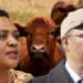 Outbreaks of foot-and-mouth disease in five South African provinces are of grave concern to the agricultural sector. Agri mnisters share how farmers can protect their livestock. Photo: Supplied/Food For Mzansi