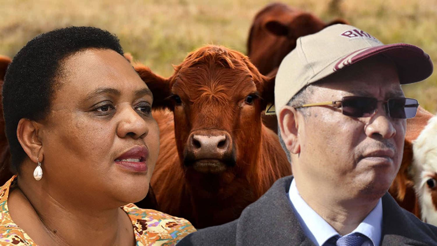 FMD outbreak: Ministers' advice to safeguard animals - Food For Mzansi