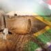 Agri leaders are impressed by government's policy checklist and performance plan for the year ahead. But that's just the start, they say. Photo: Food For Mzansi