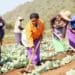The existence of these two systems; large-scale commercial and small-scale farmers remains a sign of injustice and inequity. Photo: Supplied/Food For Mzansi