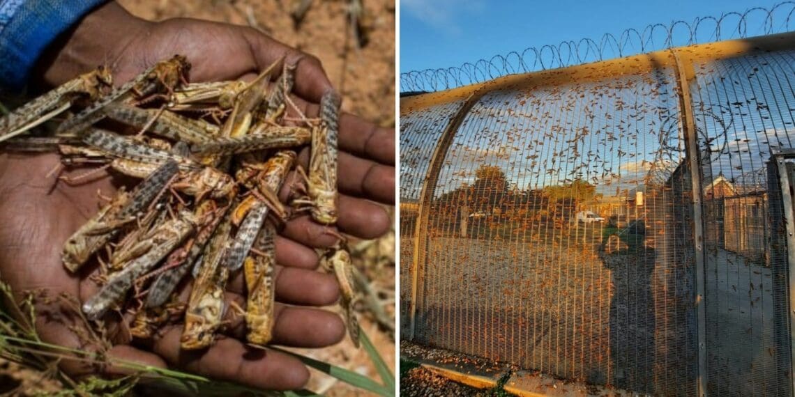 Locust swarms in the Western Cape are diminishing in size and number. Photos: Supplied/Food For Mzansi