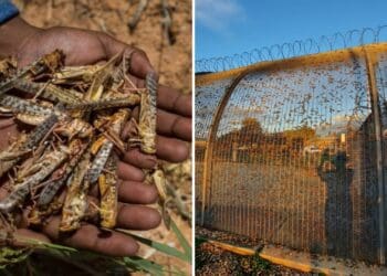Locust swarms in the Western Cape are diminishing in size and number. Photos: Supplied/Food For Mzansi