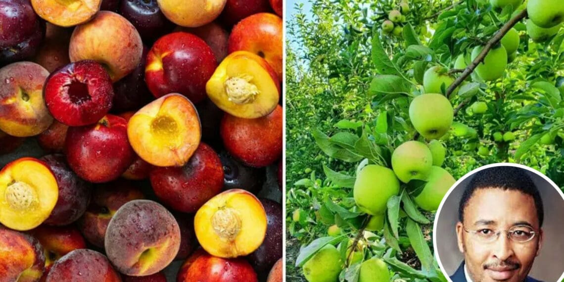 South Africa's deciduous fruit industry consists of about 1 140 stone and pome fruit producers who contribute to a total turnover of R14 billion every year. Photos: Supplied/Food For Mzansi
