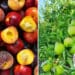 South Africa's deciduous fruit industry consists of about 1 140 stone and pome fruit producers who contribute to a total turnover of R14 billion every year. Photos: Supplied/Food For Mzansi