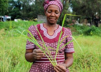 Lekau Nkoko, a deeply spiritual farmer who believes in caring for the destitute, with some of the lemongrass available from her farm. Photo: Magnificent Mndebele/Food For Mzansi