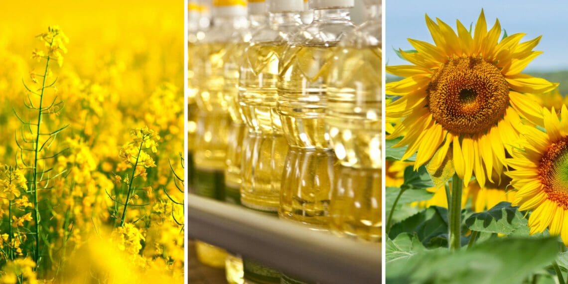 South Africa has had good sunflower and canola harvests last year, and is currently starting a new canola planting season. Photos: Supplied/Food For Mzansi