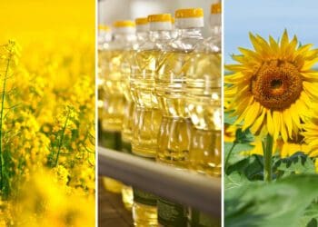 South Africa has had good sunflower and canola harvests last year, and is currently starting a new canola planting season. Photos: Supplied/Food For Mzansi