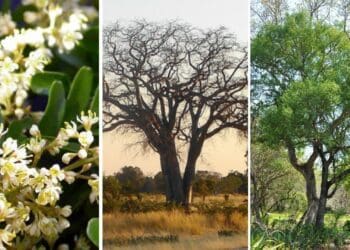 The four species added to the list are the Red and Pink Ivory (Berchemia zeyheri), the Jackal Berry (Diospyros mespiliformis), Manketti (Schinziophyton rautanenii) and the Umtiza (Umtiza listeriana). Photo: Supplied/Food For Mzansi