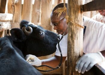 “We need to have robust discussions and be intentional on how to increase the number of veterinarians in the country,” says Dr Tlotlo Kgasi, president of the South African Veterinary Council. Photo: Supplied/Food For Mzansi