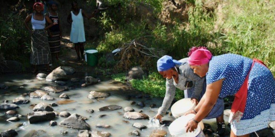 Mhlangeni villagers share this river with livestock for water. Photo: Mkhuseli Sizani