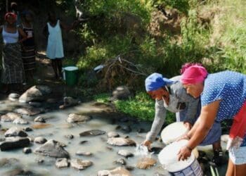 Mhlangeni villagers share this river with livestock for water. Photo: Mkhuseli Sizani