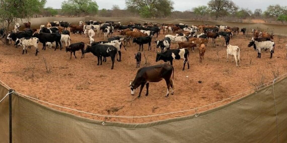 Namibia's Popular Democratic Movement party has tabled a motion of insurance for farmers, that will compensate for the loss of livestock due to conflict with wildlife. Photo: Supplied/Food For Mzansi