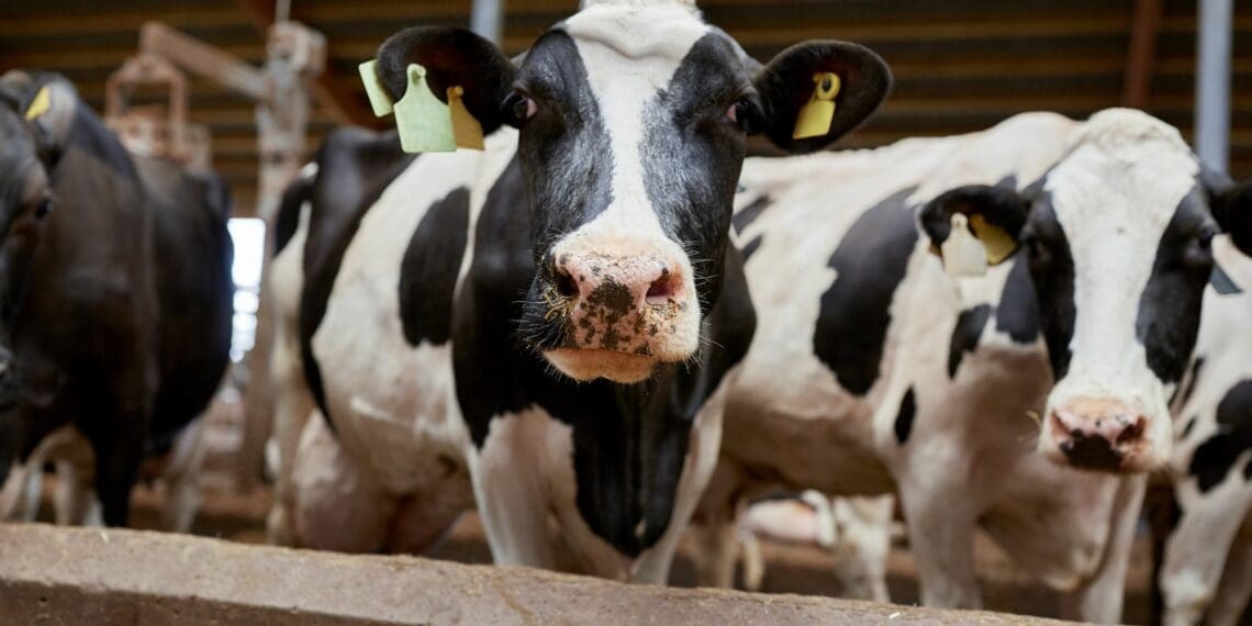 During the dry period, cows are more susceptible to infection, warns a leading Meadow Feeds expert. Pressure builds up in the udder in preparation for milk production but does not yet get evacuated. Photo: Supplied/Food For Mzansi