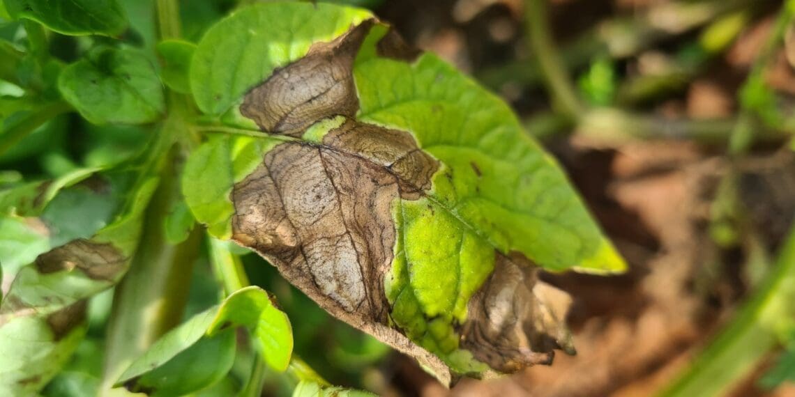 Early blight in potatoes is found wherever potatoes are grown and can be quite devastating if it is not controlled effectively. Photo: Supplied/Food For Mzansi