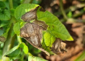 Early blight in potatoes is found wherever potatoes are grown and can be quite devastating if it is not controlled effectively. Photo: Supplied/Food For Mzansi