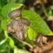 Early blight in potatoes is found wherever potatoes are grown and can be quite devastating if it is not controlled effectively. Photo: Supplied/Food For Mzansi