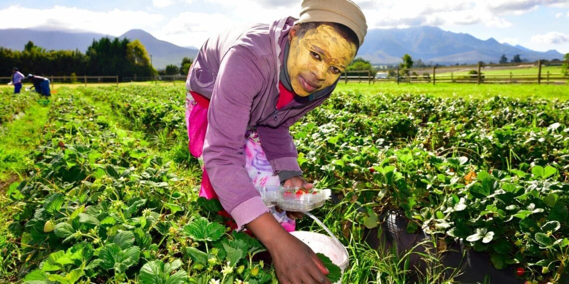 Regenerative farming has become essential to agriculture in South Africa, believes the Borgen Project following research in the Western Cape. Photo: Supplied/The Borgen Project