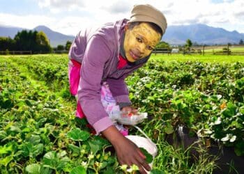 Regenerative farming has become essential to agriculture in South Africa, believes the Borgen Project following research in the Western Cape. Photo: Supplied/The Borgen Project