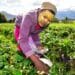 Regenerative farming has become essential to agriculture in South Africa, believes the Borgen Project following research in the Western Cape. Photo: Supplied/The Borgen Project