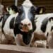 During the dry period, cows are more susceptible to infection, warns a leading Meadow Feeds expert. Pressure builds up in the udder in preparation for milk production but does not yet get evacuated. Photo: Supplied/Food For Mzansi